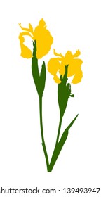 vector yellow iris isolated on white background