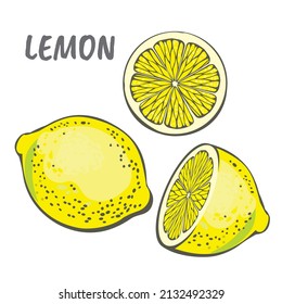 Vector yellow lemon slices. Summer fruits for design
