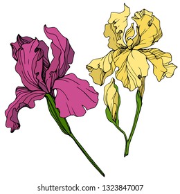 Vector Yellow and maroon Iris floral botanical flower. Wild spring leaf wildflower isolated. Engraved ink art. Isolated iris illustration element.