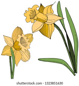 Vector Yellow Narcissus floral botanical flower. Wild spring leaf wildflower isolated. Engraved ink art. Isolated narcissus illustration element on white background.