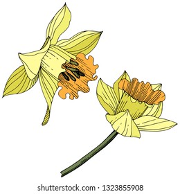 Vector Yellow Narcissus floral botanical flower. Wild spring leaf wildflower isolated. Engraved ink art. Isolated narcissus illustration element on white background.