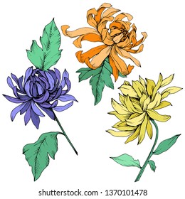 Vector Flores botánicas florales amarillas, naranjas y azules de crisantemo. Flor silvestre de hojas de primavera silvestre aislada. Arte de tinta grabada. Elemento de ilustración de flores aislado.