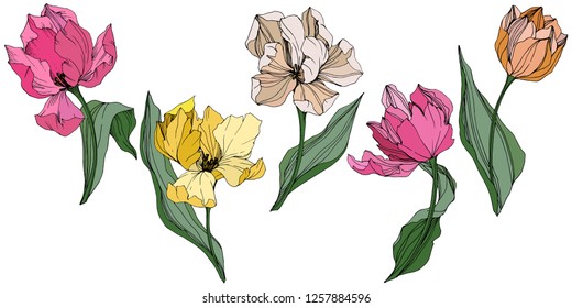 Vector Yellow, orange, pink and white tulip engraved ink art. Floral botanical flower. Wild spring leaf wildflower isolated. Isolated tulip illustration element.
