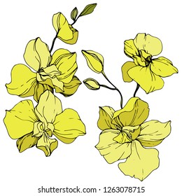 Vector Yellow Orchid. Floral botanical flower. Engraved ink art. Isolated orchid illustration element on white background.