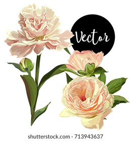 Vector Yellow Peonies Illustration Set