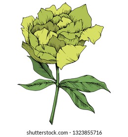 Vector Yellow Peony floral botanical flower. Wild spring leaf wildflower isolated. Engraved ink art. Isolated peony illustration element on white background.