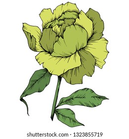 Vector Yellow Peony floral botanical flower. Wild spring leaf wildflower isolated. Engraved ink art. Isolated peony illustration element on white background.