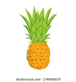 vector yellow pineapple with green leaves on white background