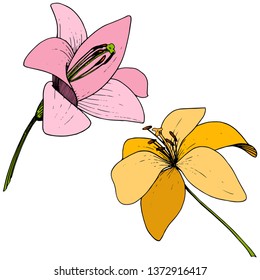 Vector Yellow and pink Lily floral botanical flower. Wild spring leaf wildflower. Engraved ink art on white background. Isolated lilium illustration element.