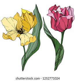 Vector Yellow and pink tulip engraved ink art. Floral botanical flower. Wild spring leaf wildflower isolated. Isolated tulip illustration element.