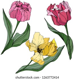 Vector Tubo amarillo y rosa grabado con tinta. Flor botánica floral. Flor silvestre de hojas de primavera silvestre aislada. Elemento de ilustración de tulipán aislado.