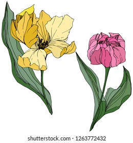 Vector Yellow and pink tulip engraved ink art. Floral botanical flower. Wild spring leaf wildflower isolated. Isolated tulip illustration element.