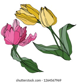 Vector Yellow and pink tulip engraved ink art. Floral botanical flower. Wild spring leaf wildflower isolated. Isolated tulip illustration element.