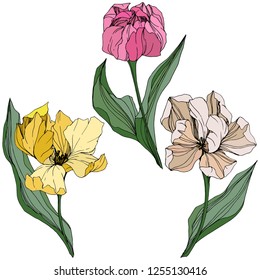 Vector Yellow, pink and white tulip engraved ink art. Floral botanical flower. Wild spring leaf wildflower isolated. Isolated tulip illustration element.