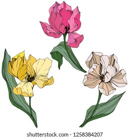 Vector Yellow, pink and white tulip engraved ink art. Floral botanical flower. Wild spring leaf wildflower isolated. Isolated tulip illustration element.