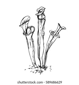 Vector yellow pitcher plant. Sarracenia flava. Carnivorous plants sketch. Isolated image on white background