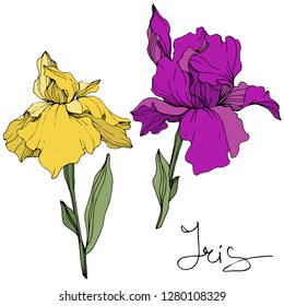 Vector Yellow and purple iris. Floral botanical flower. Wild spring leaf wildflower. Engraved ink art. Isolated iris illustration element.