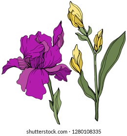 Vector Yellow and purple iris. Floral botanical flower. Wild spring leaf wildflower. Engraved ink art. Isolated iris illustration element.