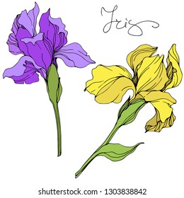 Vector Yellow and purple iris floral botanical flower. Wild spring leaf wildflower isolated. Engraved ink art. Isolated irises illustration element.