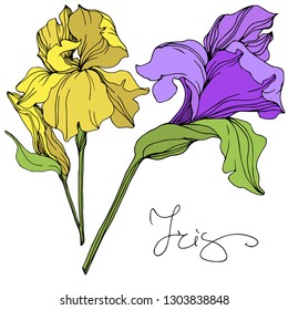 Vector Yellow and purple iris floral botanical flower. Wild spring leaf wildflower isolated. Engraved ink art. Isolated irises illustration element.