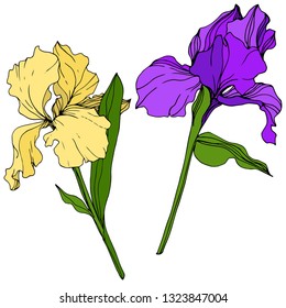 Vector Yellow and purple Iris floral botanical flower. Wild spring leaf wildflower isolated. Engraved ink art. Isolated iris illustration element.