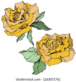 Vector Yellow rose. Floral botanical flower. Green leaf. Isolated rose illustration element. Black and white engraved ink art.