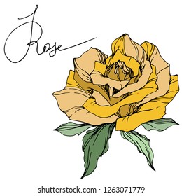 Vector Yellow rose. Floral botanical flower. Green leaf. Isolated rose illustration element. Black and white engraved ink art.