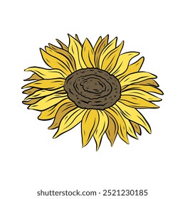 Vector yellow sunflower flower. Line drawing, color illustration for design and decoration. Summer flower sunflower in doodle style.