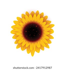 Vector yellow sunflower flower round bright inflorescence