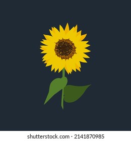 vector yellow sunflower. Isolated on dark blue background.