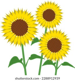 Vector yellow sunflower on white background. Cute hand drawn flower. Vector illustration of sunflower. Bouquet of flower. Sunflower. Hand-painted. Isolated background.