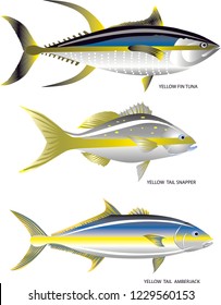 Vector - Yellow Tail Fish, Yellowfin Tuna, Yellowtail Snapper And Yellowtail Amberjack, Marine Fish