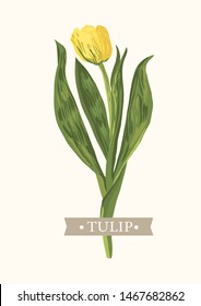 Vector yellow tulip. Greeting card template. Botanical illustration.