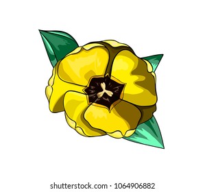 Vector yellow tulip isolated on the white background from above