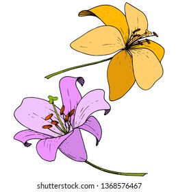 Vector Yellow and violet Lily floral botanical flower. Wild spring leaf wildflower. Engraved ink art on white background. Isolated lilium illustration element.