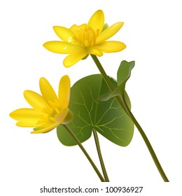 Vector Yellow wild flowers Ranunculus ficaria  ness isolated