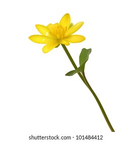 Vector Yellow wild flowers Ranunculus ficaria  ness isolated