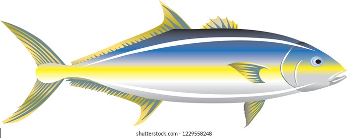 Vector - Yellowtail Amberjack  Marine Fish