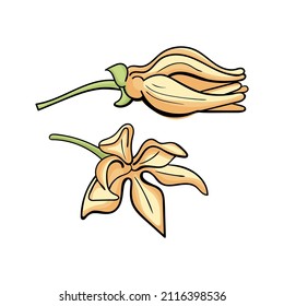 Vector Ylang Ylang o Flores de árbol Cananga. Impresión gráfica para embalaje de productos relacionados con perfumería, jabones, cosméticos, medicina a base de plantas, aceites esenciales de aromaterapia