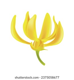 Vector ylang ylang flower. realistic elements for labels of cosmetic skin care product.