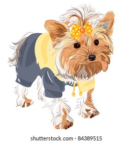 vector Yorkshire terrier red color with a yellow bow in a yellow jacket and black pants