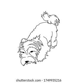Vector yorkshire terrier. Esbozo de un perro pequeño agachado