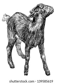 The vector of young black goat