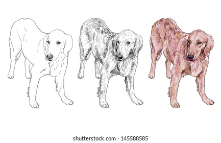 The vector of the young golden retriever.