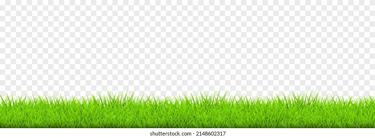 Vector young grass png. Lawn, grass on an isolated transparent background. Background with grass.