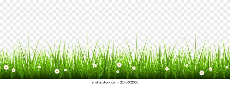 Vector young grass png. Lawn, grass with flowers on an isolated transparent background. Background with grass.