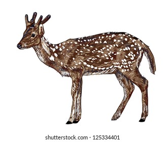 The vector of young red deer.