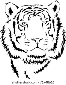 vector young tiger