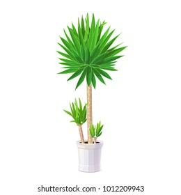 vector yucca tree in pot. Common yucca, filamentosa, aloifolia, aloe yucca, dagger plant illustration. New mexico cartoon graphic. Handdrawn potted office, house plant isolated on white background 