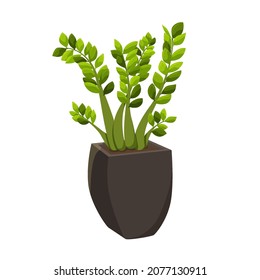 Vector zamioculcas flower in a pot. Houseplant isolated on white background. Homemade flat colored plant.